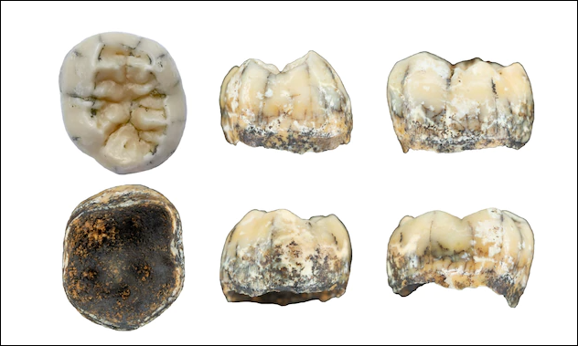 Discovering a 131,000-year-old baby tooth in the Truong Son Mountains, archaeologists were surprised about the ancient human past in Southeast Asia - Photo 3.