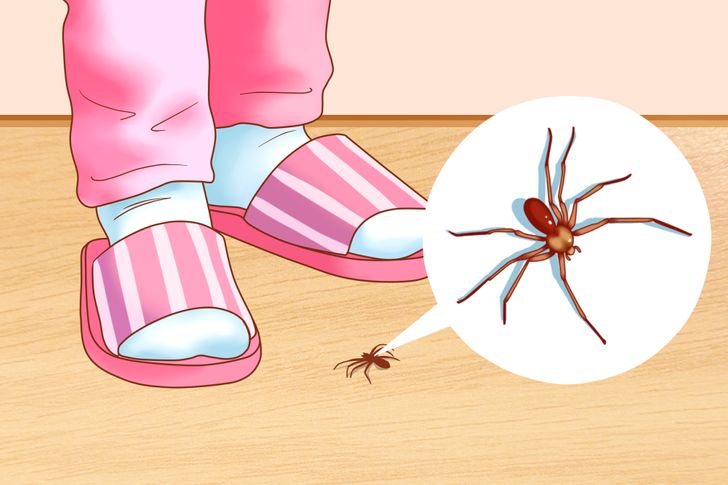 Get rid of cockroaches, spiders, ants, ... indoors with 7 simple tips - Photo 5.