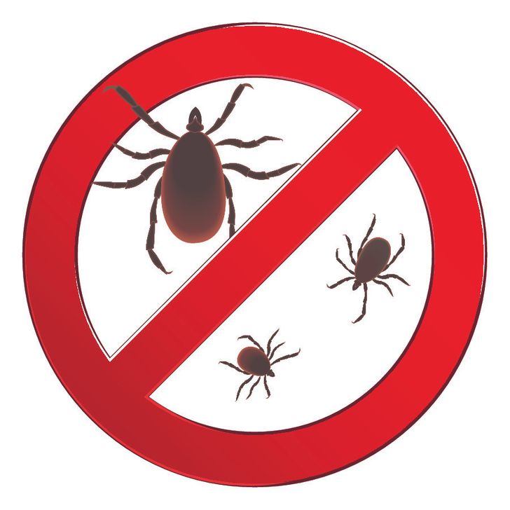 Get rid of cockroaches, spiders, ants, ... indoors with 7 simple tips - Photo 3.