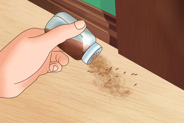 Get rid of cockroaches, spiders, ants, ... indoors with 7 simple tips - Photo 6.