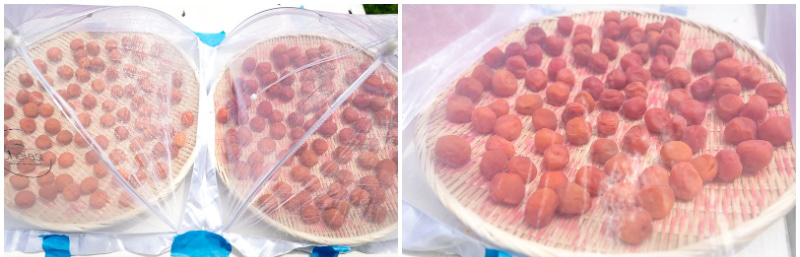 Dắt t&uacute;i b&iacute; quyết l&agrave;m mơ muối Umeboshi để giải nhiệt, tăng sức đề kh&aacute;ng cho cơ thể l&uacute;c chuyển m&ugrave;a - Ảnh 24.