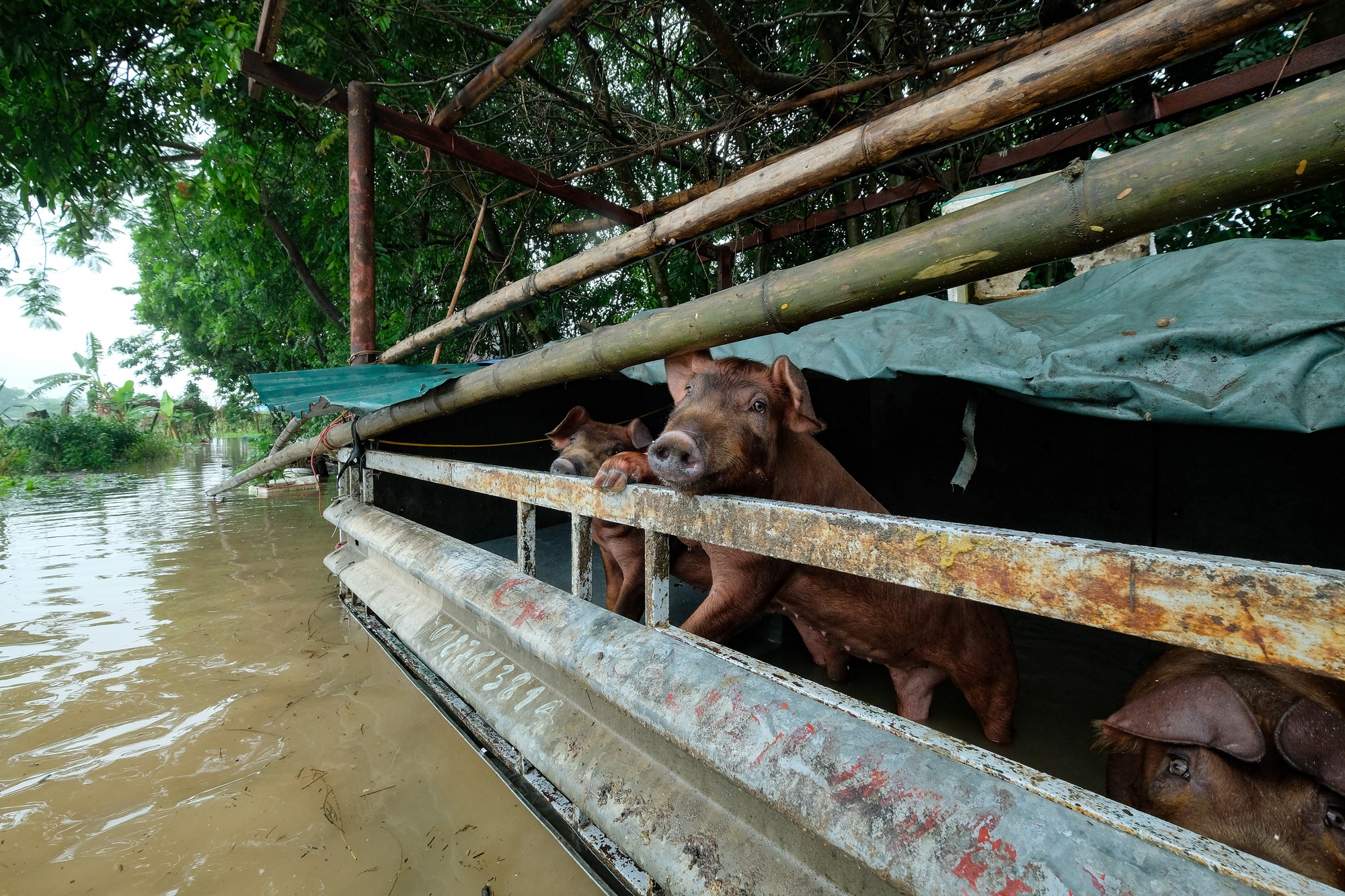 Mưa ngớt, người dân Hà Nội vẫn lội bì bõm đánh cá quanh nhà, nơi mò mẫm cắt hoa vớt vát tài sản - Ảnh 8.