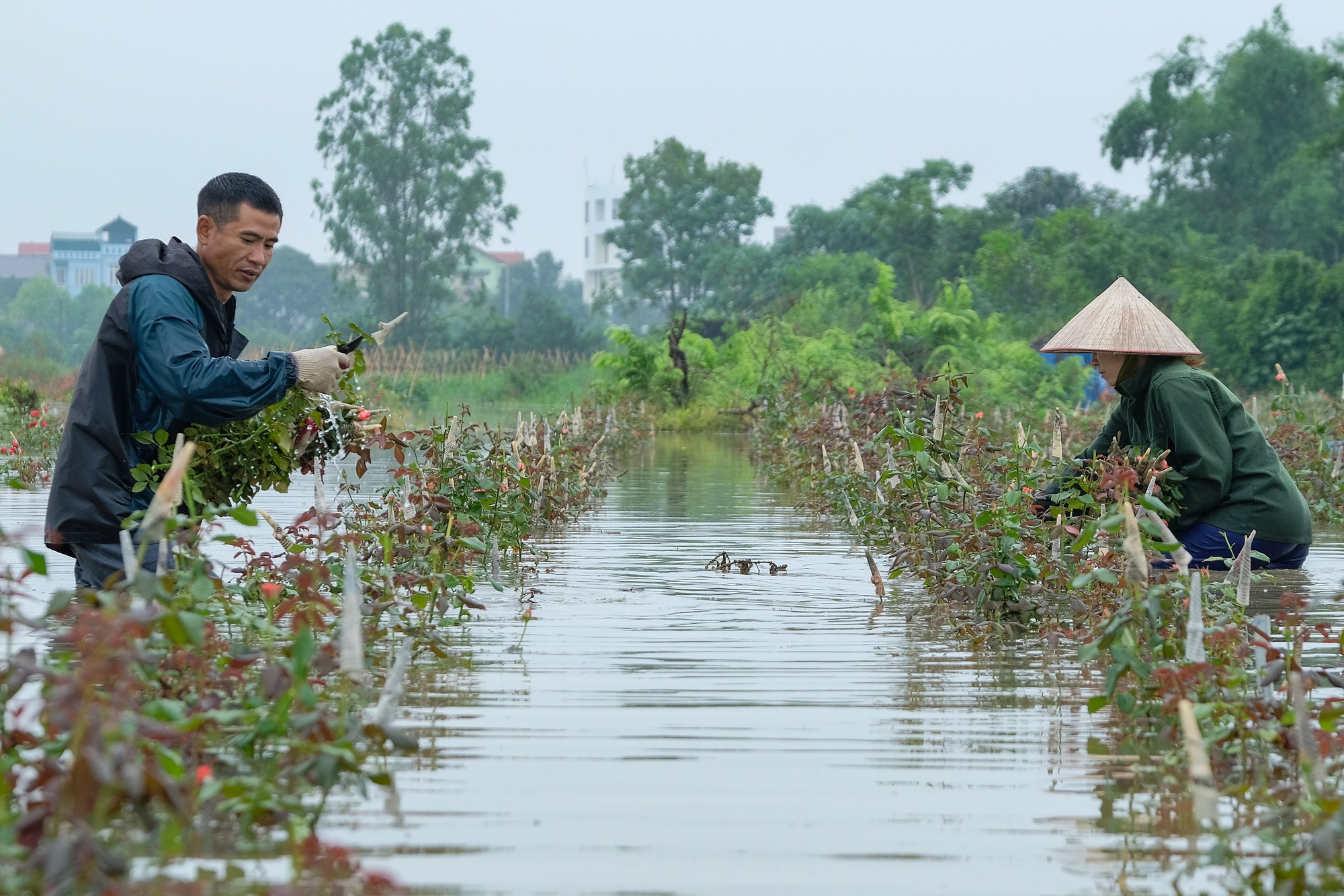 Mưa ngớt, người dân Hà Nội vẫn lội bì bõm đánh cá quanh nhà, nơi mò mẫm cắt hoa vớt vát tài sản - Ảnh 11.