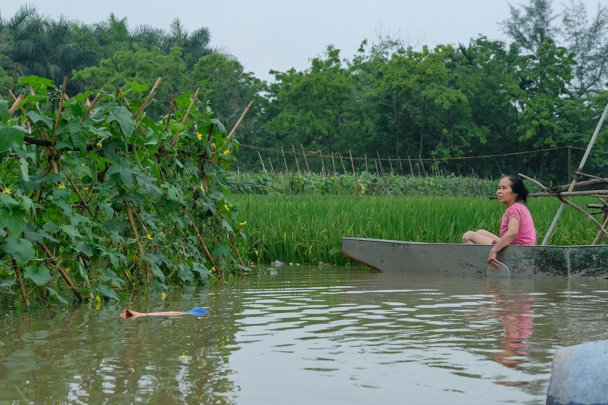 Mưa ngớt, người dân Hà Nội vẫn lội bì bõm đánh cá quanh nhà, nơi mò mẫm cắt hoa vớt vát tài sản - Ảnh 19.