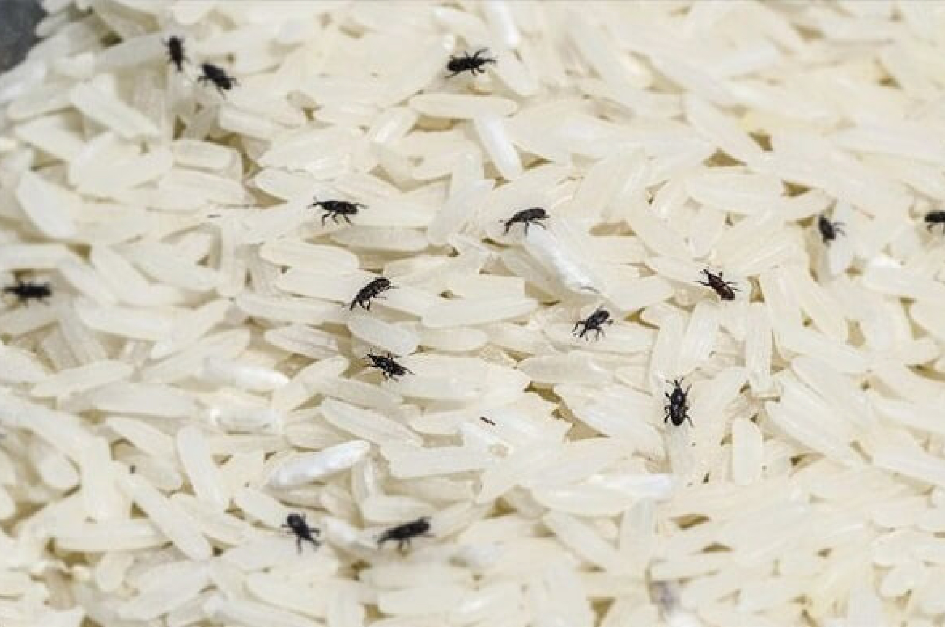 Get rid of cockroaches, spiders, ants, ... indoors with 7 simple tips - Photo 8.