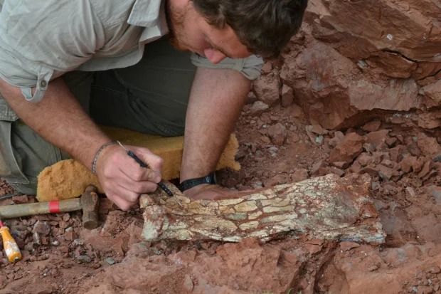 Excavating giant fossil bones, scientists were surprised about flying animals that lived 86 million years ago - Photo 1.