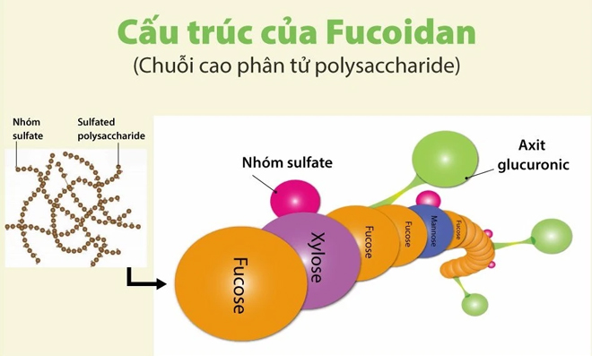 Những điều cần biết về cấu trúc phân tử Fucoidan - Ảnh 1.