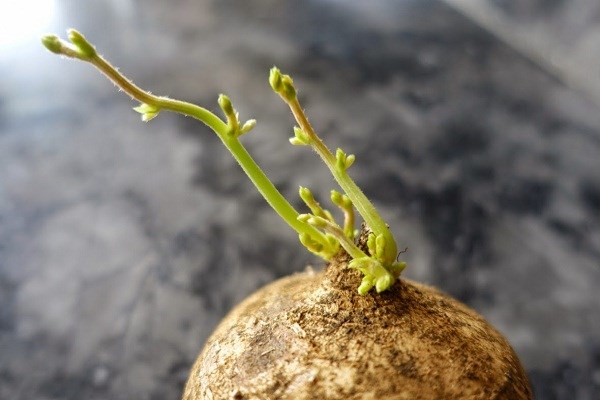 The type of tuber that helps eliminate fat and manage diabetes, Vietnam has a lot but rarely uses it - Photo 5.