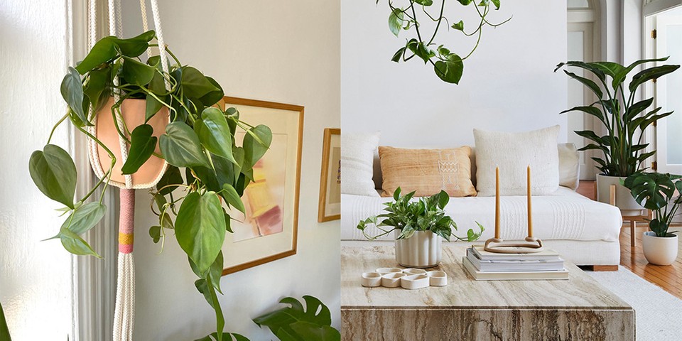 If you have a tight house, don't worry because there are 6 types of hanging plants for you to choose from - Photo 3.