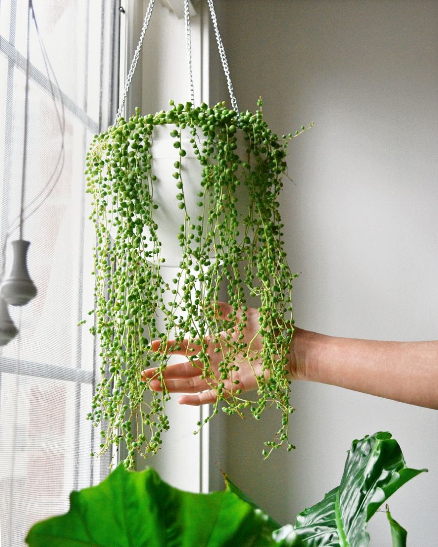 If you have a tight house, don't worry because there are 6 types of hanging plants for you to choose from - Photo 4.