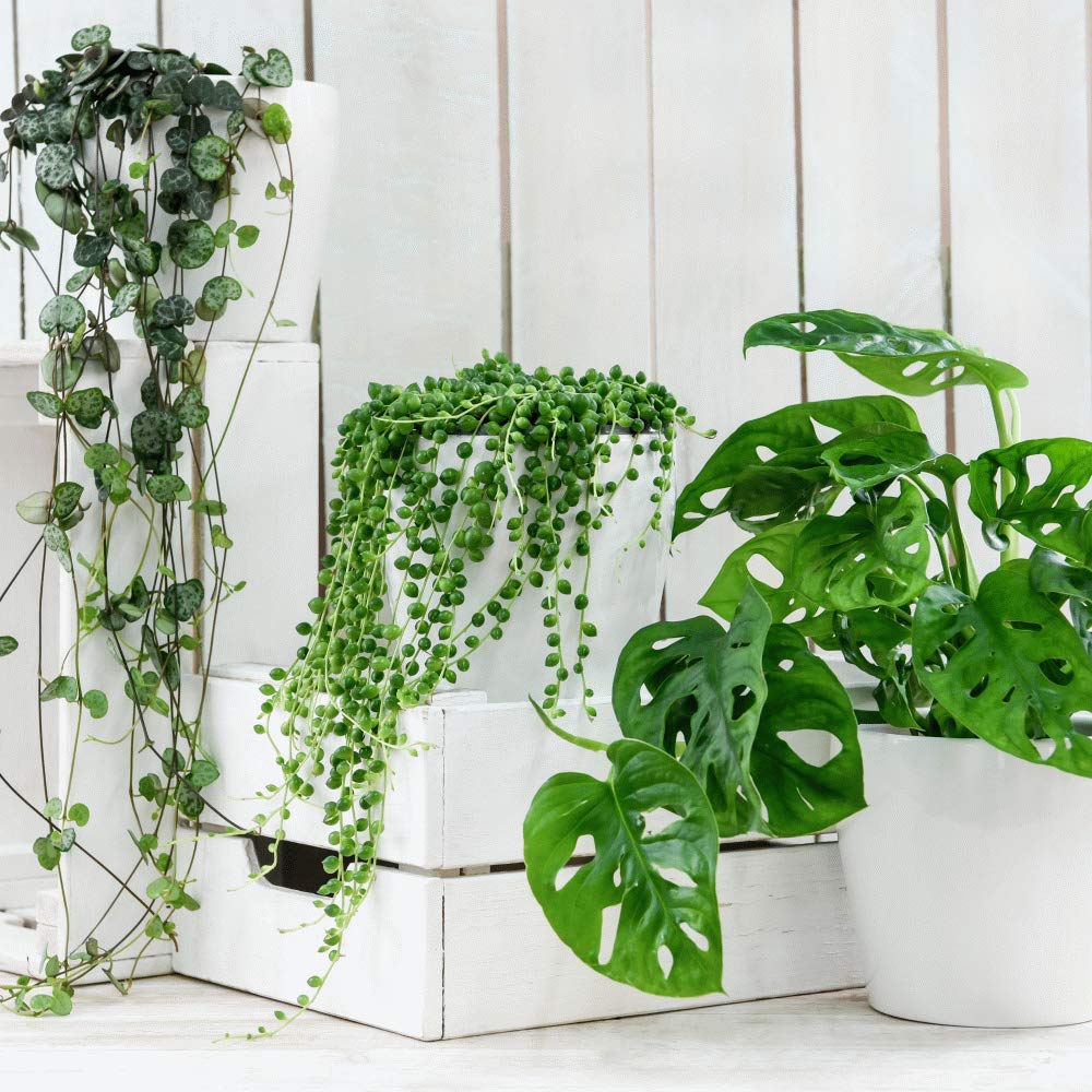 If you have a tight house, don't worry because there are 6 types of hanging plants for you to choose from - Photo 5.