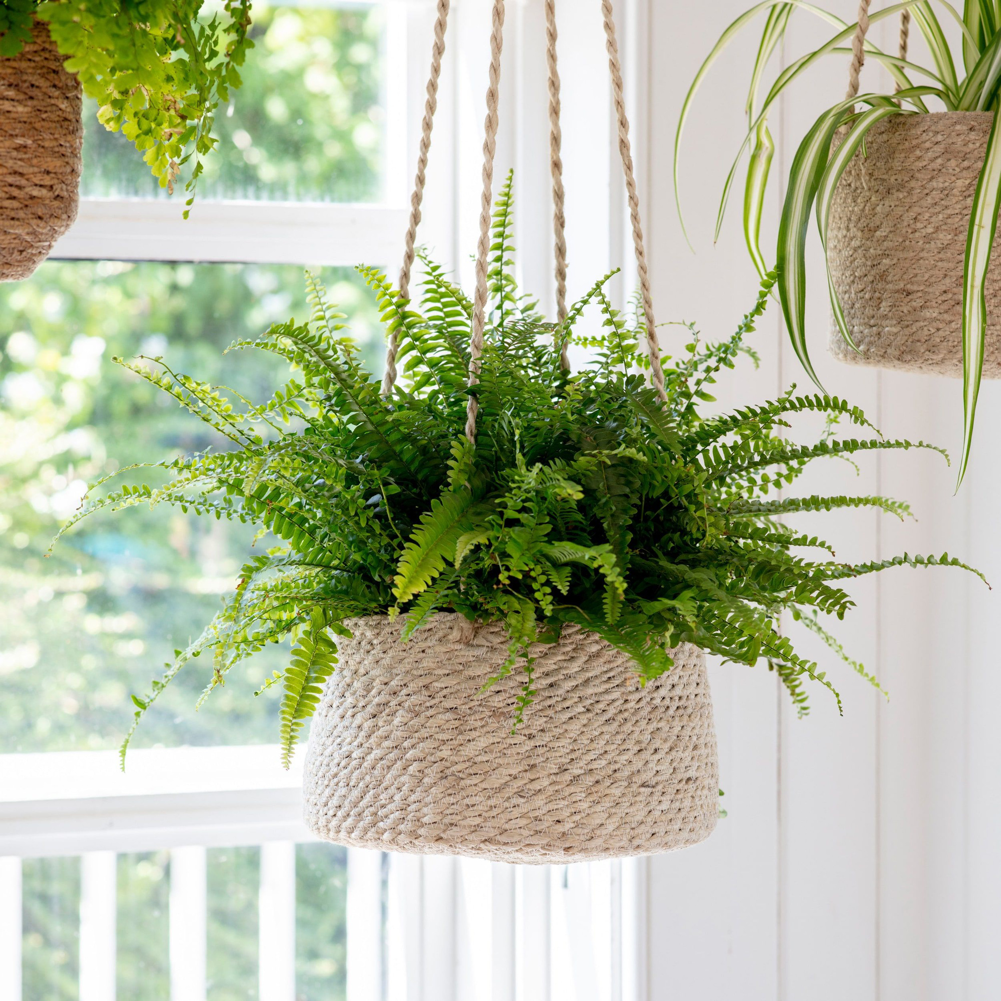 If your house is tight, don't worry because there are 6 types of hanging plants for you to choose from - Photo 6.