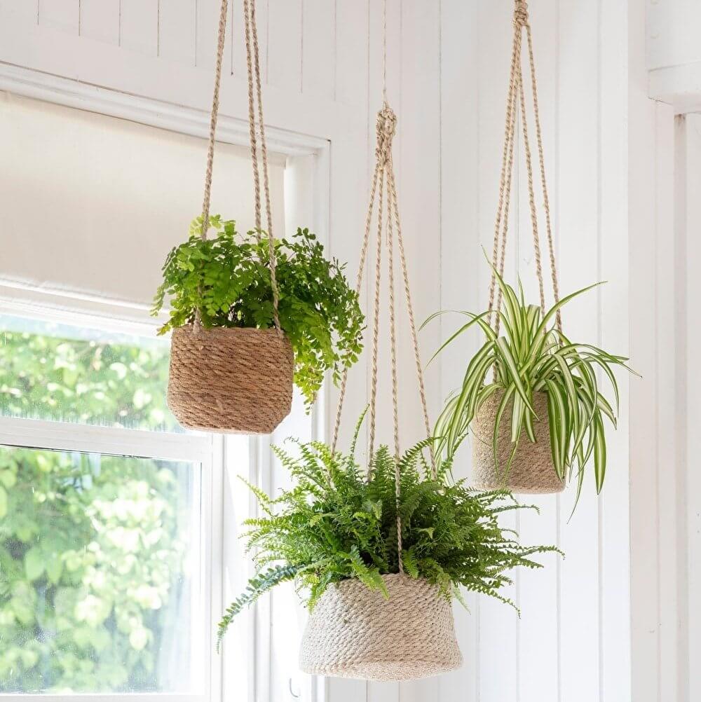 If you have a tight house, don't worry because there are 6 types of hanging plants for you to choose from - Photo 7.