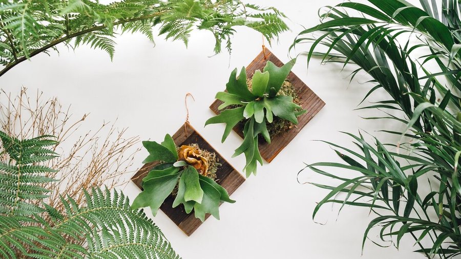 If you have a tight house, don't worry because there are 6 types of hanging plants for you to choose from - Photo 9.