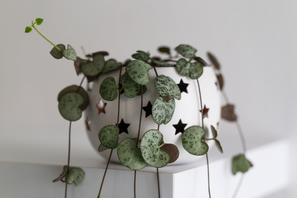 If you have a tight house, don't worry because there are 6 types of hanging plants for you to choose from - Photo 10.