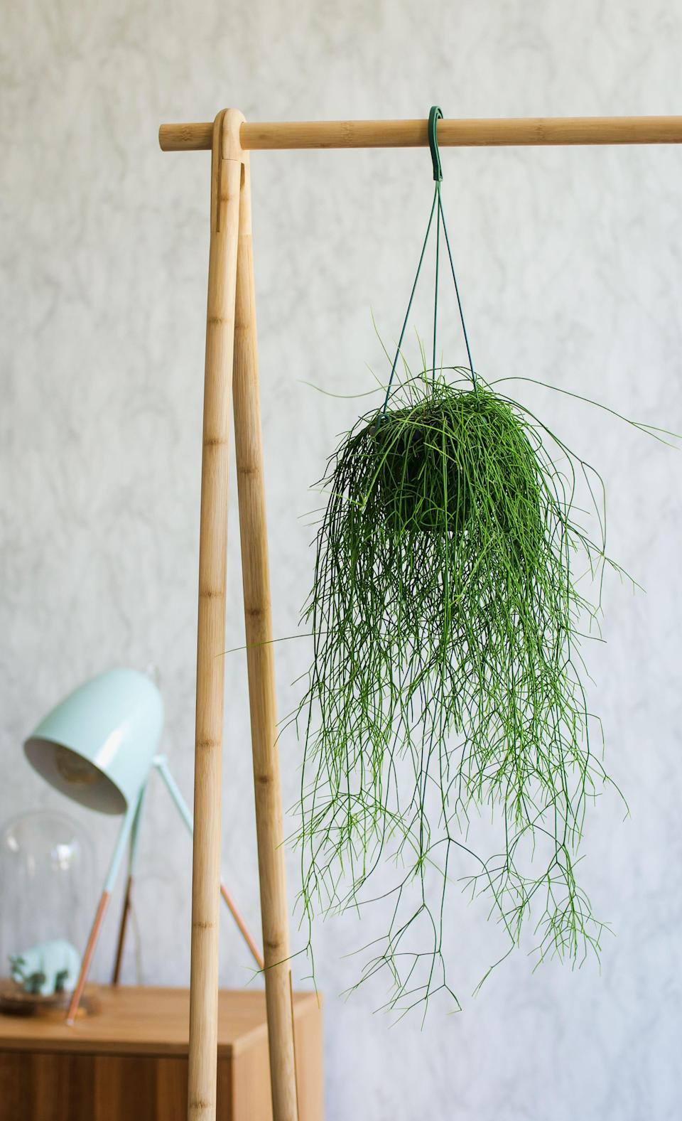 If you have a tight house, don't worry because there are 6 types of hanging plants for you to choose from - Photo 12.