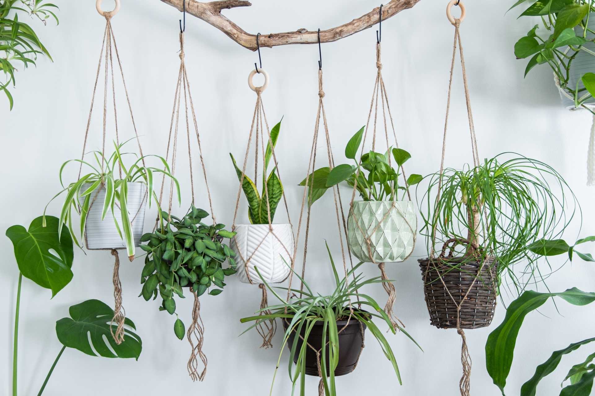 If you have a tight house, don't worry because there are 6 types of hanging plants for you to choose from - Photo 1.