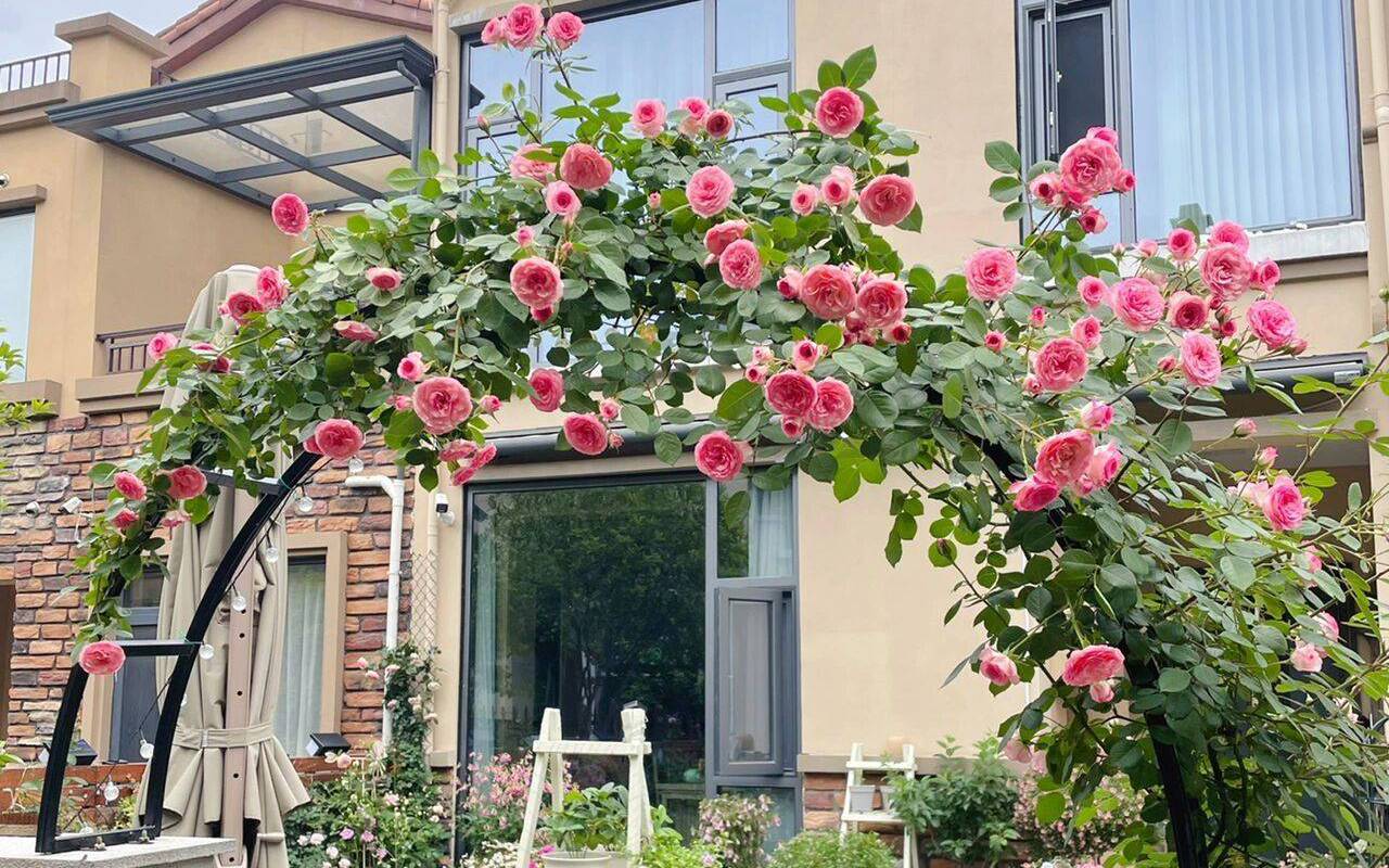 Cô gái 9x mừng tuổi 31 với căn nhà mới có cả sân vườn và sau 300 ngày, khu vườn đã nở rộ đầy hoa