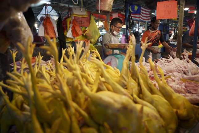 Singapore is tense because Malaysia stops exporting chicken - Photo 1.