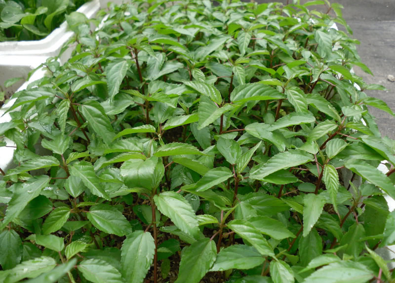 How to grow jute vegetables, amaranth grows as fast as blowing, so that the whole summer does not worry about lack of vegetables to eat - Photo 3.