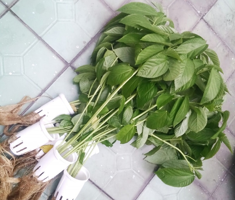 How to grow jute vegetables, amaranth grows as fast as blowing, so that the whole summer does not worry about lack of vegetables to eat - Photo 4.