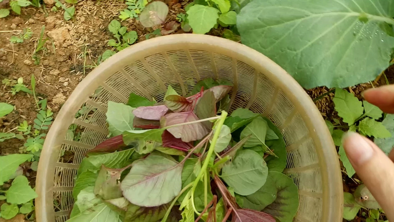 How to grow jute vegetables, amaranth grows as fast as blowing, so that the whole summer does not worry about lack of vegetables to eat - Photo 7.