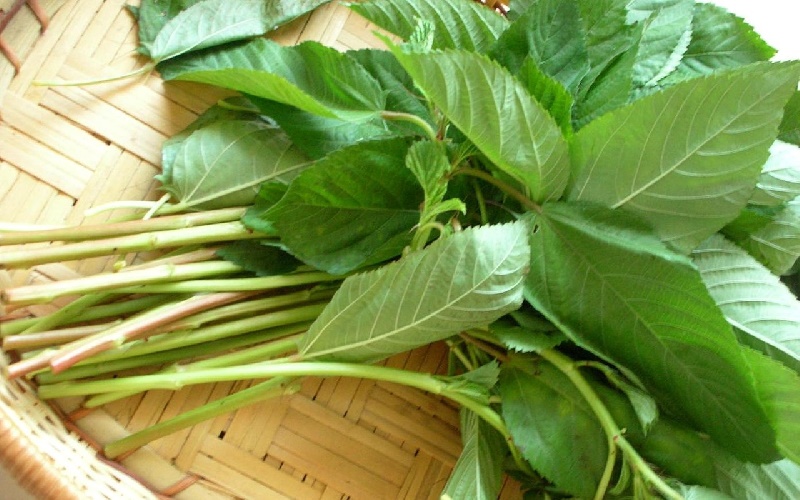 How to grow jute vegetables, amaranth grows as fast as blowing, so that the whole summer does not worry about lack of vegetables - Photo 5.