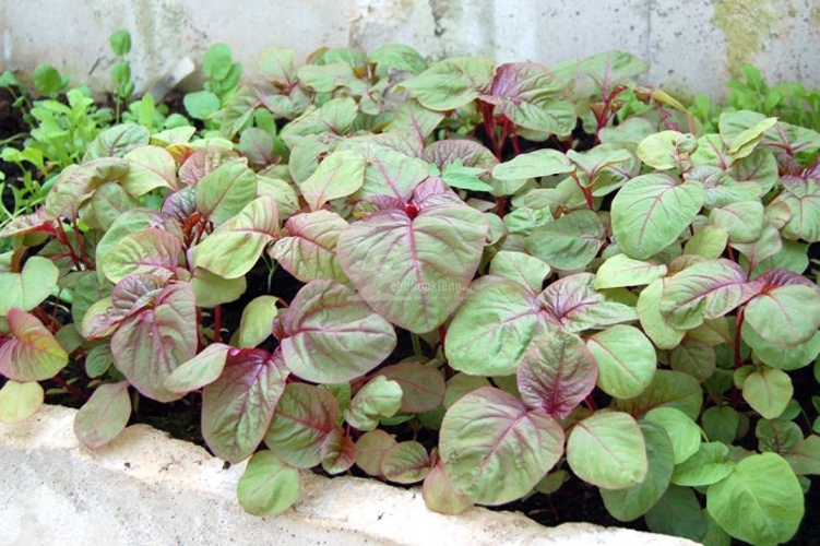 How to grow jute vegetables, amaranth grows as fast as blowing, so that the whole summer does not worry about lack of vegetables to eat - Photo 2.