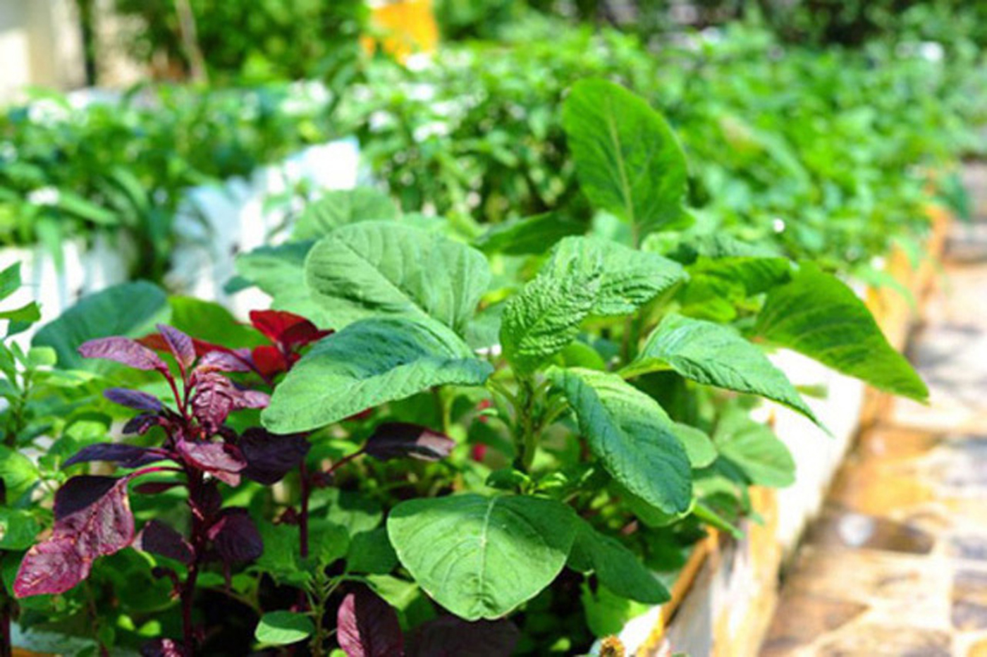 How to grow jute vegetables, amaranth grows as fast as blowing, so that the whole summer does not worry about lack of vegetables to eat - Photo 1.