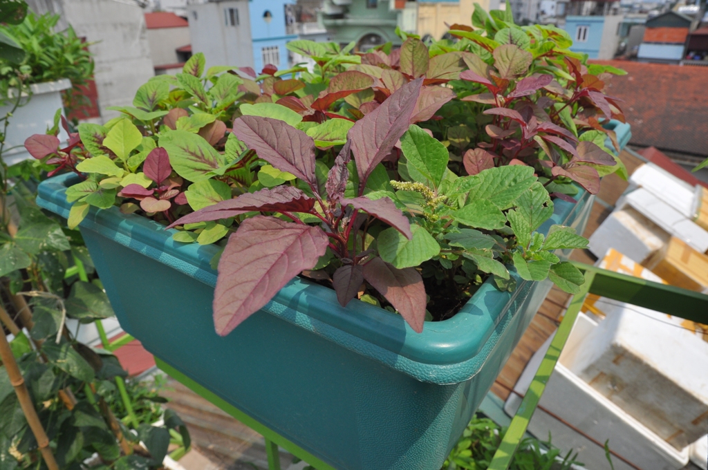 How to grow jute vegetables, amaranth grows as fast as blowing, so that the whole summer does not worry about lack of vegetables - Photo 6.