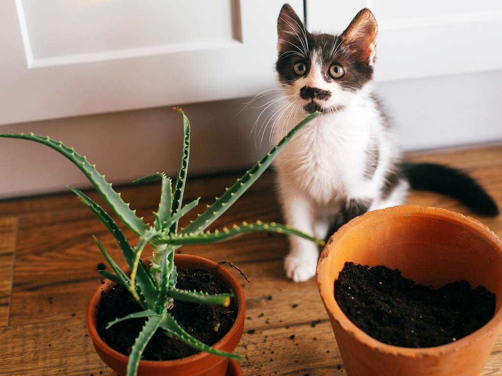 9 types of plants harmful to pets that need to be removed immediately from the house that you need to remember - Photo 2.