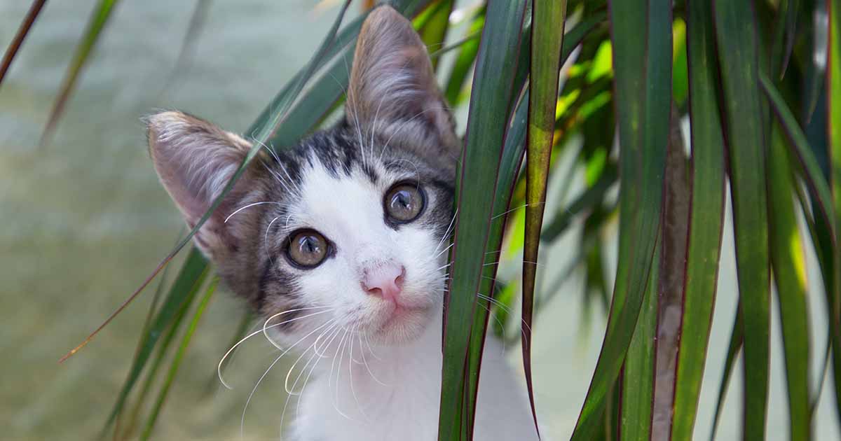 9 loại cây gây hại cho thú cưng cần phải loại bỏ ngay ra khỏi nhà mà bạn cần nhớ - Ảnh 7. 9 loại cây gây hại cho thú cưng cần phải loại bỏ ngay ra khỏi nhà mà bạn cần nhớ - Ảnh 7.