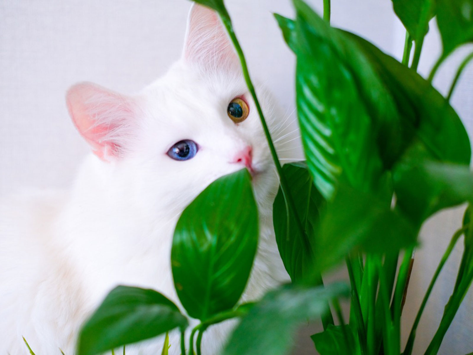 9 types of plants harmful to pets that need to be removed immediately from the house that you need to remember - Photo 12.