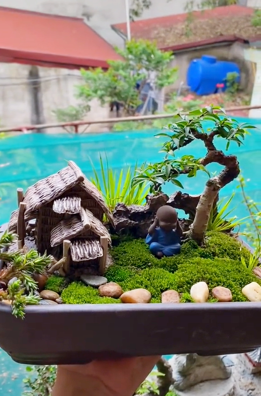 Ông bố chuyên đi lang thang &quot;nhặt cây đào rác&quot; về làm bonsai kiếm bạc triệu, đòi mua cả căn nhà để nhổ mỗi mầm cây mọc trên tường! - Ảnh 5.