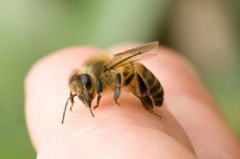 Bé gái 18 tháng tuổi sốc phản vệ sau khi bị ong mật đốt gần 50 nốt - Ảnh 1.