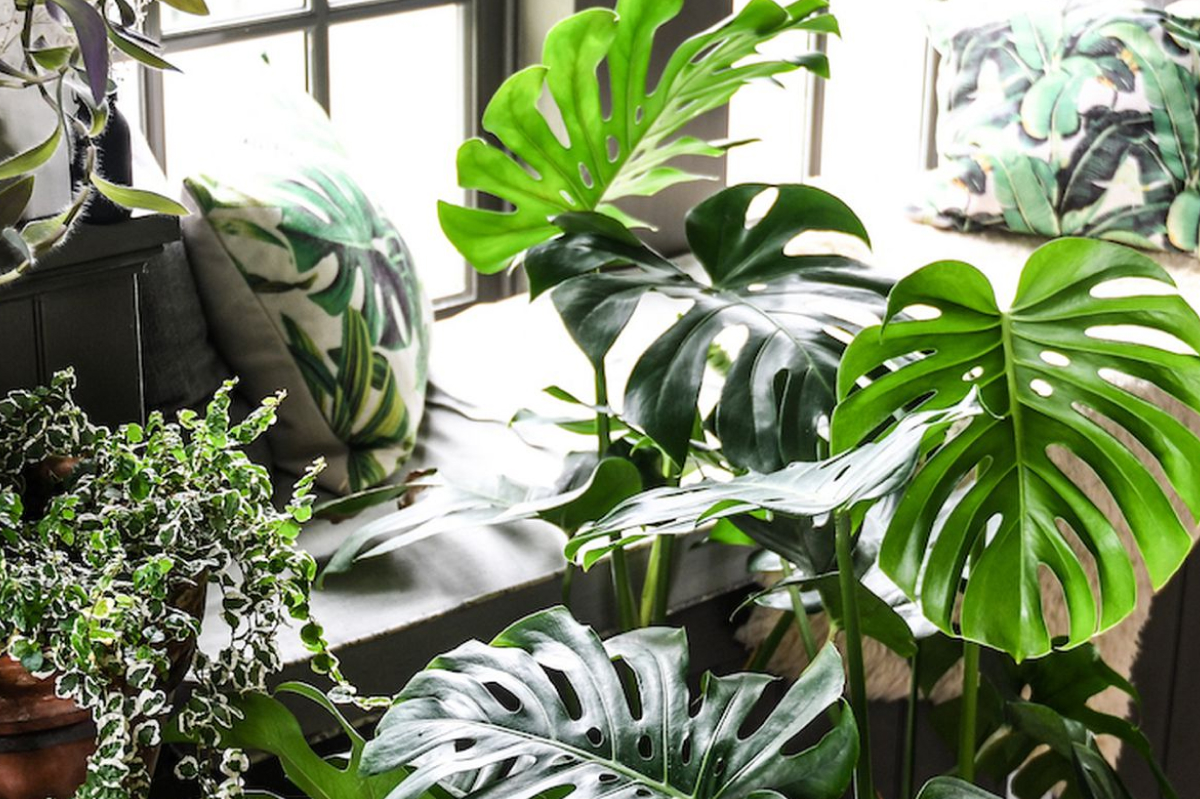 Làm dịu cái nóng hè cho ngôi nhà của bạn với những chậu cây cảnh xanh mát  - Ảnh 9.