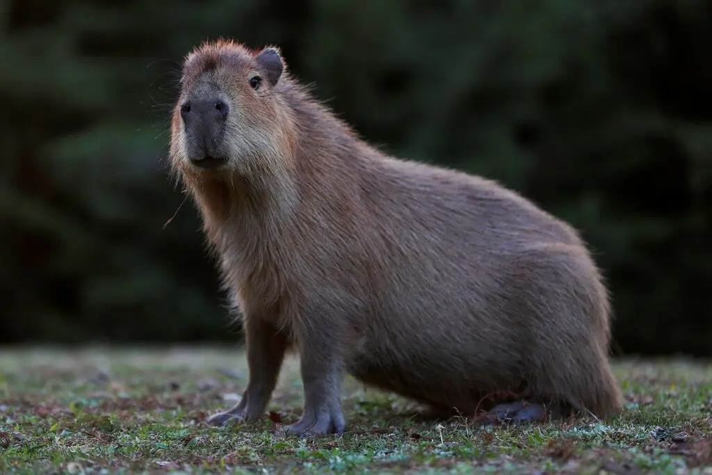 Nghi&ecirc;n cứu về lo&agrave;i gặm nhấm thời tiền sử, c&aacute;c nh&agrave; khoa học đưa ra sự thật bất ngờ về k&iacute;ch thước con vật b&eacute; tẹo ng&agrave;y nay - Ảnh 1.