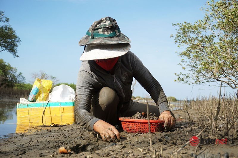 Nghề lội bùn &quot;nhặt tiền&quot; ở xã đảo, ngày kiếm vài ba trăm nghìn nhưng &quot;còng lưng, mỏi gối&quot; - Ảnh 7.