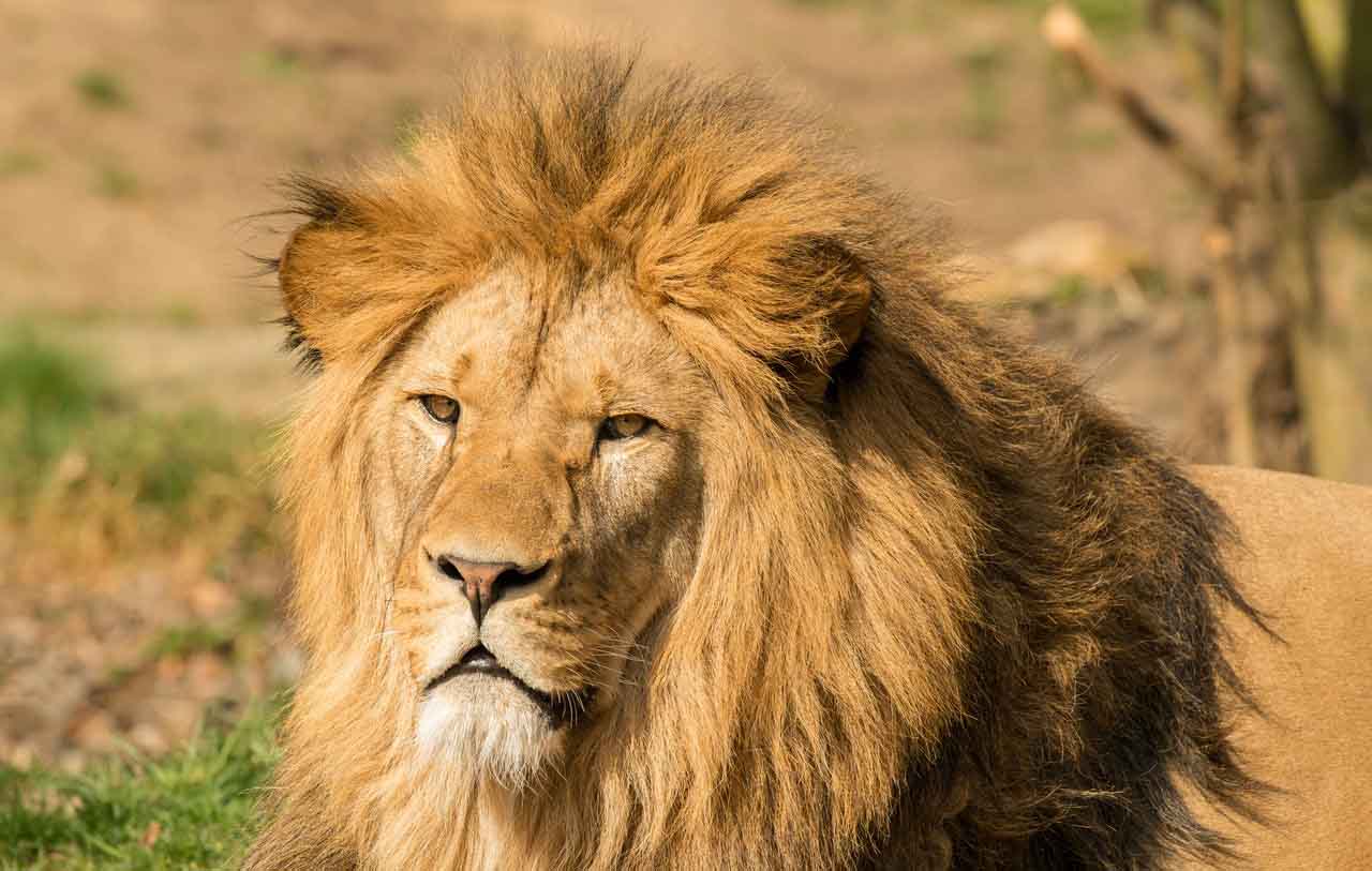 Câu đố Tiếng Việt: "Cùng là chúa tể rừng xanh, Á châu là hổ, Phi châu con gì?" – Am hiểu thế giới động vật lắm mới đoán trúng! - Ảnh 2. Câu đố Tiếng Việt: "Cùng là chúa tể rừng xanh, Á châu là hổ, Phi châu con gì?" – Am hiểu thế giới động vật lắm mới đoán trúng! - Ảnh 2.