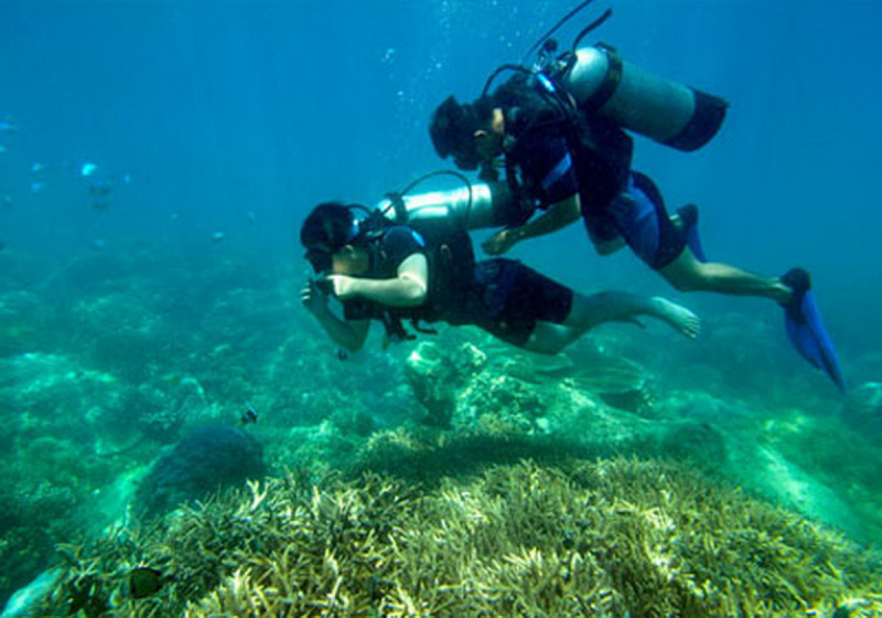 Tạm dừng du lịch lặn biển khu vực dễ gây tổn hại san hô ở vịnh Nha Trang - Ảnh 2.
