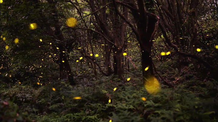 &quot;Lạc vào khu rừng đom đóm&quot; với cảnh tượng kỳ ảo ở xứ sở ánh sáng Gotjawal, Hàn Quốc - Ảnh 13.