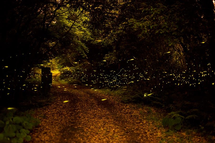&quot;Lạc vào khu rừng đom đóm&quot; với cảnh tượng kỳ ảo ở xứ sở ánh sáng Gotjawal, Hàn Quốc - Ảnh 10.