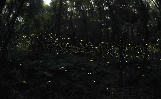 &quot;Lạc vào khu rừng đom đóm&quot; với cảnh tượng kỳ ảo ở xứ sở ánh sáng Gotjawal, Hàn Quốc - Ảnh 12.