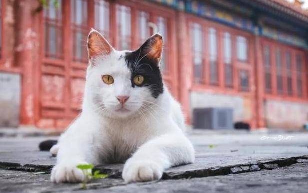"Linh vật sống" của Cố cung - mèo Hoàng gia: Tính cách kiêu kỳ không thích gặp con người, được săn đón vì từng lên sóng truyền hình