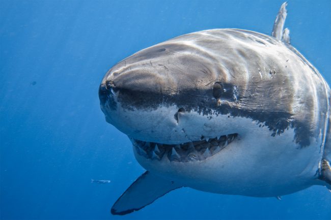 Mặc dù bị gọi là &quot;cá mập&quot;, đây lại là loài vật có &quot;body chuẩn&quot; nhất thế giới, không có một cá thể nào bị thừa cân! - Ảnh 1.
