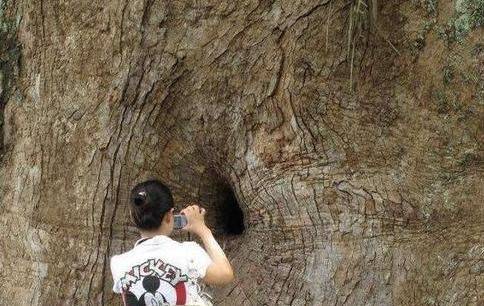 Mysterious ancient tree in China: The big body embraces the Buddha statue, looking at the small hole on the body has discovered the thousand-year-old secret - Photo 9.