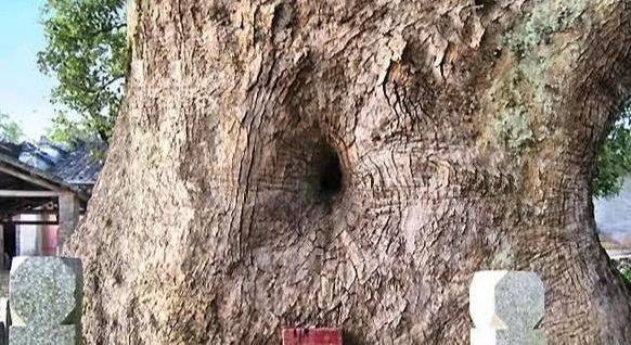 Mysterious ancient tree in China: The big body embraces the Buddha statue, looking at the small hole on the body has discovered the thousand-year-old secret - Photo 8.