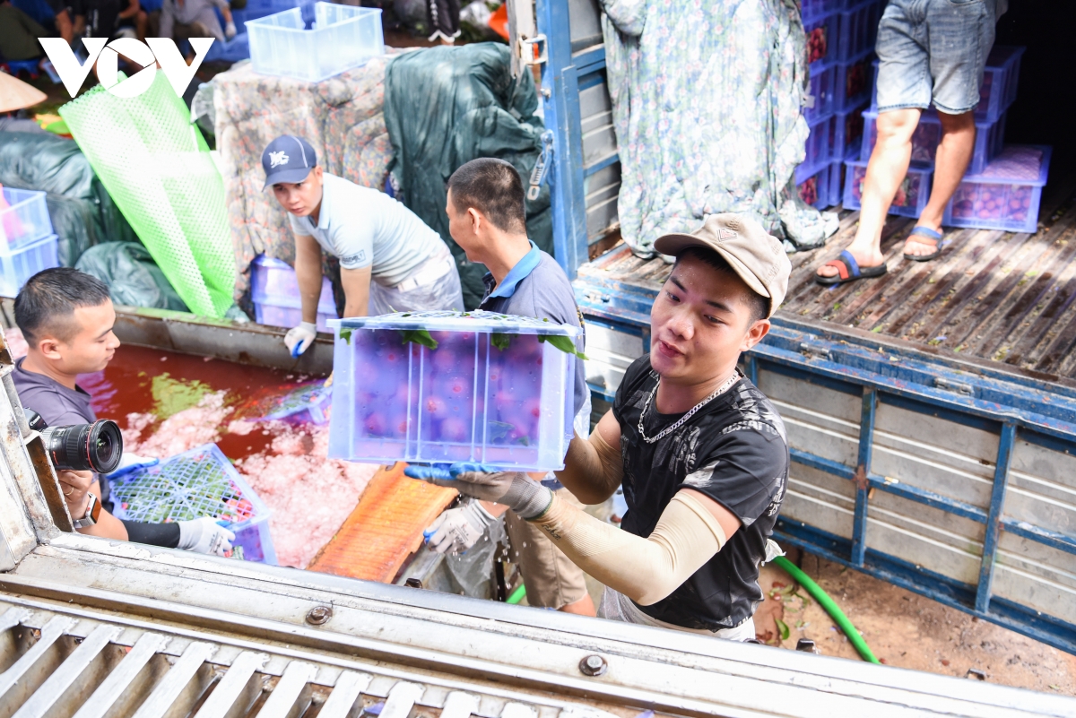 Kiếm tiền triệu mỗi ngày tại thủ phủ vải thiều ở Bắc Giang - Ảnh 6.
