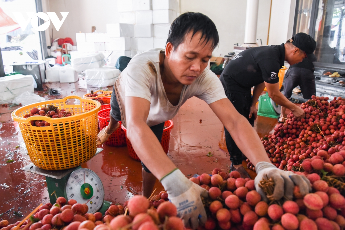 Kiếm tiền triệu mỗi ngày tại thủ phủ vải thiều ở Bắc Giang - Ảnh 3.