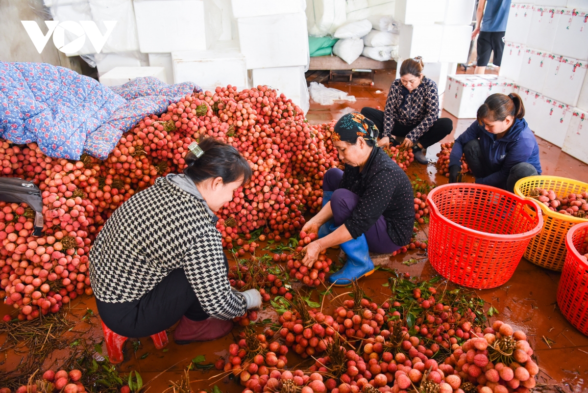 Kiếm tiền triệu mỗi ngày tại thủ phủ vải thiều ở Bắc Giang - Ảnh 2.